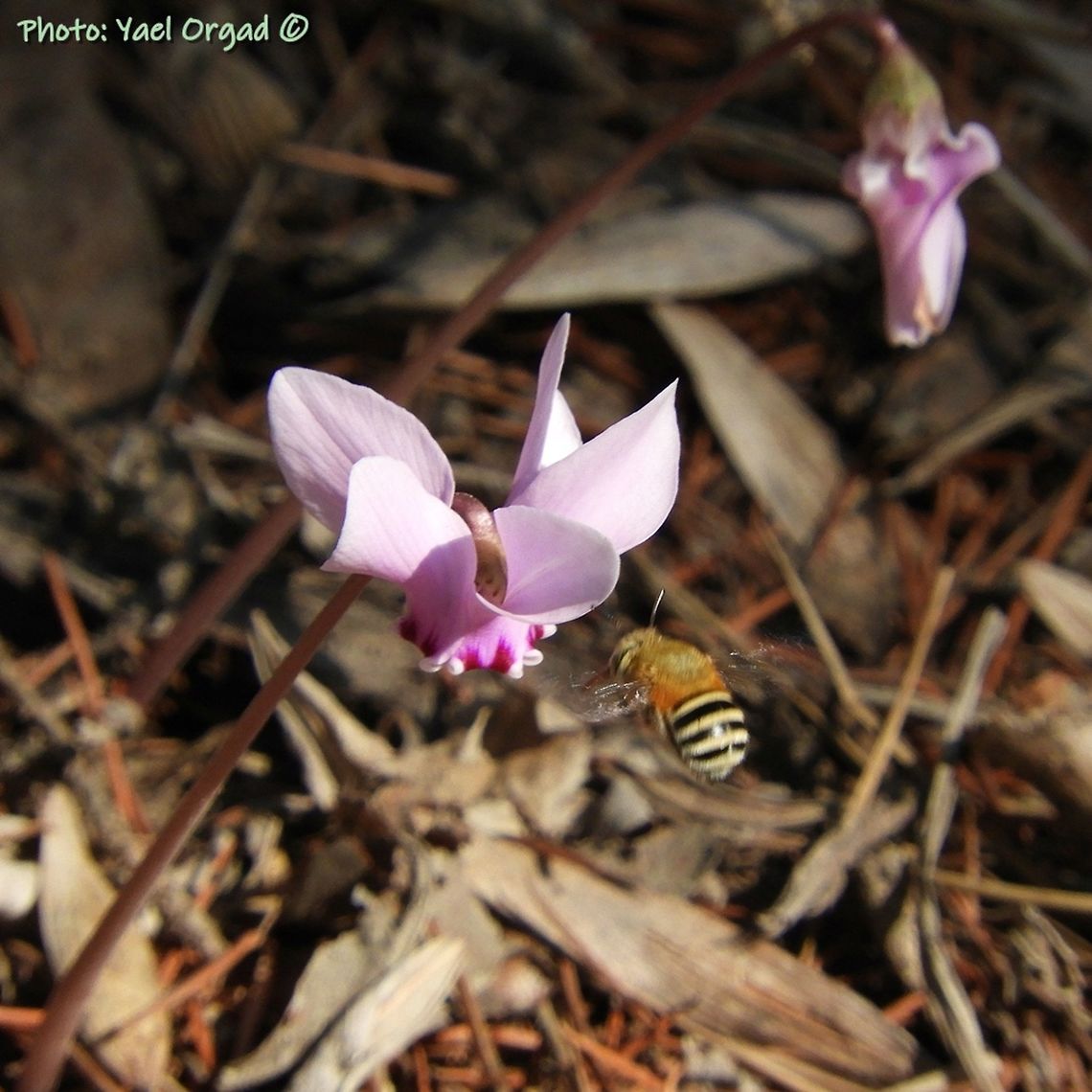 Amegila I&#039;m not sure which species... <br />
it&#039;s coming to  Cyclamen hederifolium - a mediterranean basin Cyclamen, growing in the Jerusalem Botanical Gardens.<br />
the Cyclamen is planted in the garden, the bee came on its own...  Amegila,Cyclamen hederifolium,Geotagged,Israel,Summer