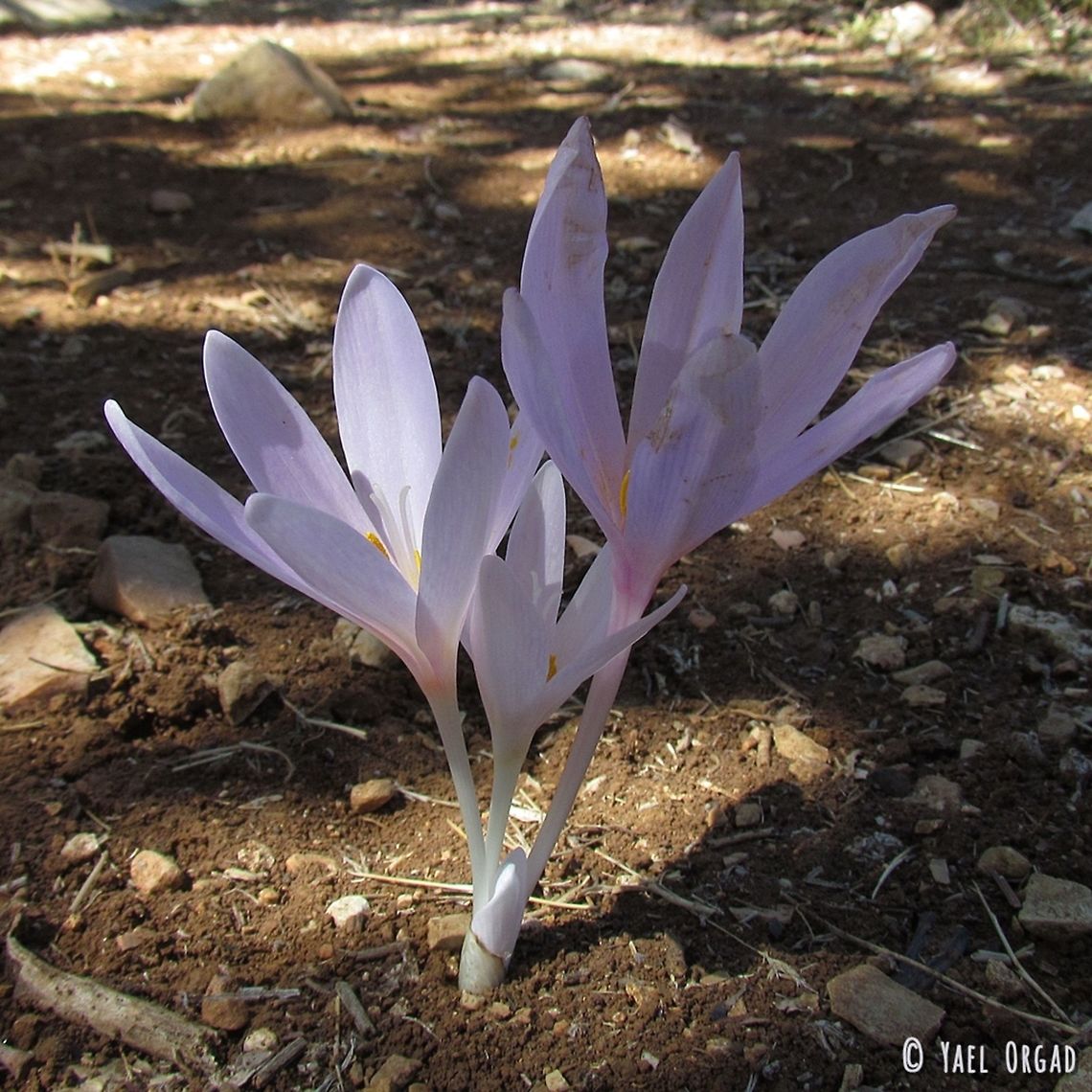 Jerusalem's Colchicum - in Jerusalem! Colchicum hierosolymitanum - Jerusalem's Colchicum is declining in Jerusalem due to habitat destruction - building more buildings... <br />
 Colchicum,Colchicum hierosolymitanum,Fall,Geotagged,Israel,Jerusalem