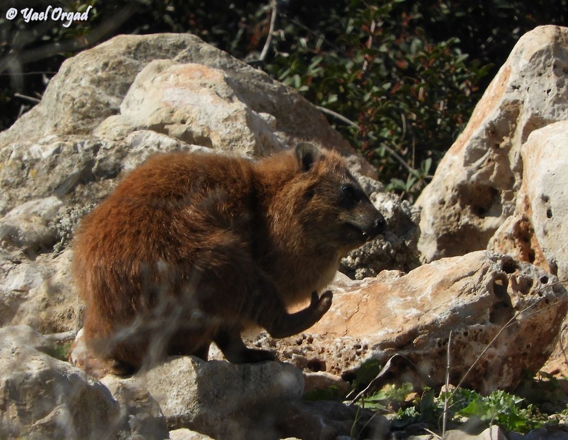 Procavia capensis  Geotagged,Israel,Procavia capensis,Rock hyrax,Winter
