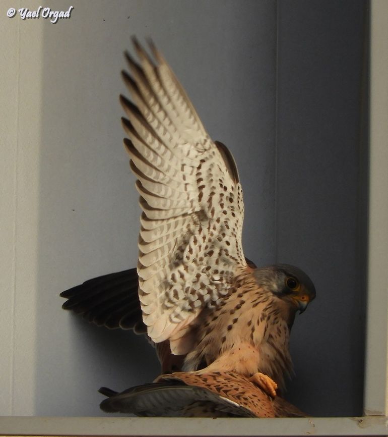 Love is in the air (and on the window-sill) I came out of work (my other work place...) and heard someone calling from above: it was a Kestrel, sitting on the windowsill and screaming. I took out my camera and pointed it at the Kestrel - when the male suddenly came and joined in! it was pure luck!  Common Kestrel,Falco tinnunculus,Geotagged,Israel,Winter,love,mating