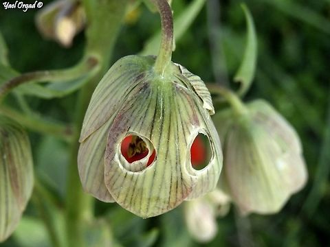 Holier than thou someone ate through this Fritillaria persica... (the red is from an anemone below it)  Fritillaria persica,Geotagged,Israel,Winter