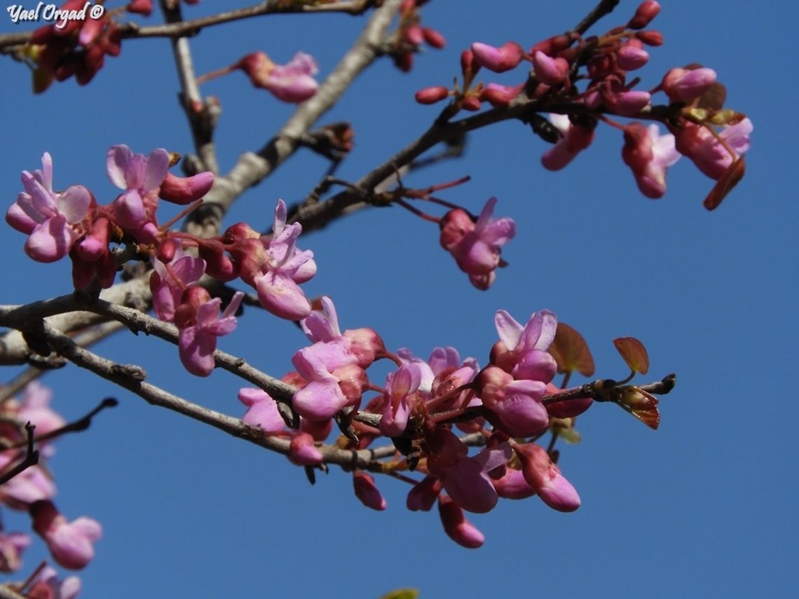 Redbud tree Cercis siliquastrum Cercis siliquastrum,Geotagged,Israel,Judas Tree,Winter