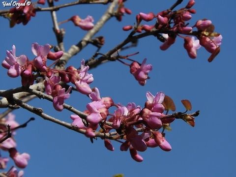 Redbud tree Cercis siliquastrum Cercis siliquastrum,Geotagged,Israel,Judas Tree,Winter