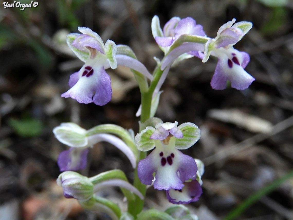 Anacamptis Israelitica why did it decide this is a new species, when it&#039;s already appearing on the site? <br />
<br />
this was the first one: <br />
<figure class="photo"><a href="https://www.jungledragon.com/image/72934/anacamptis_israelitica.html" title="Anacamptis israelitica"><img src="https://s3.amazonaws.com/media.jungledragon.com/images/3519/72934_thumb.jpg?AWSAccessKeyId=05GMT0V3GWVNE7GGM1R2&Expires=1763596810&Signature=M%2FZnqoJGDC36rQydA3U%2FubDDpYc%3D" width="114" height="152" alt="Anacamptis israelitica  Anacamptis israelitica,Geotagged,Israel,Orchidaceae,Winter,israelitica" /></a></figure> Anacamptis israelitica,Geotagged,Israel,Winter,israelitica