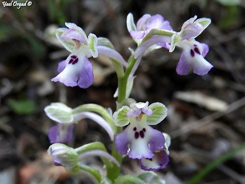 Anacamptis Israelitica why did it decide this is a new species, when it's already appearing on the site? 

this was the first one: 
https://www.jungledragon.com/image/72934/anacamptis_israelitica.html Anacamptis israelitica,Geotagged,Israel,Winter,israelitica