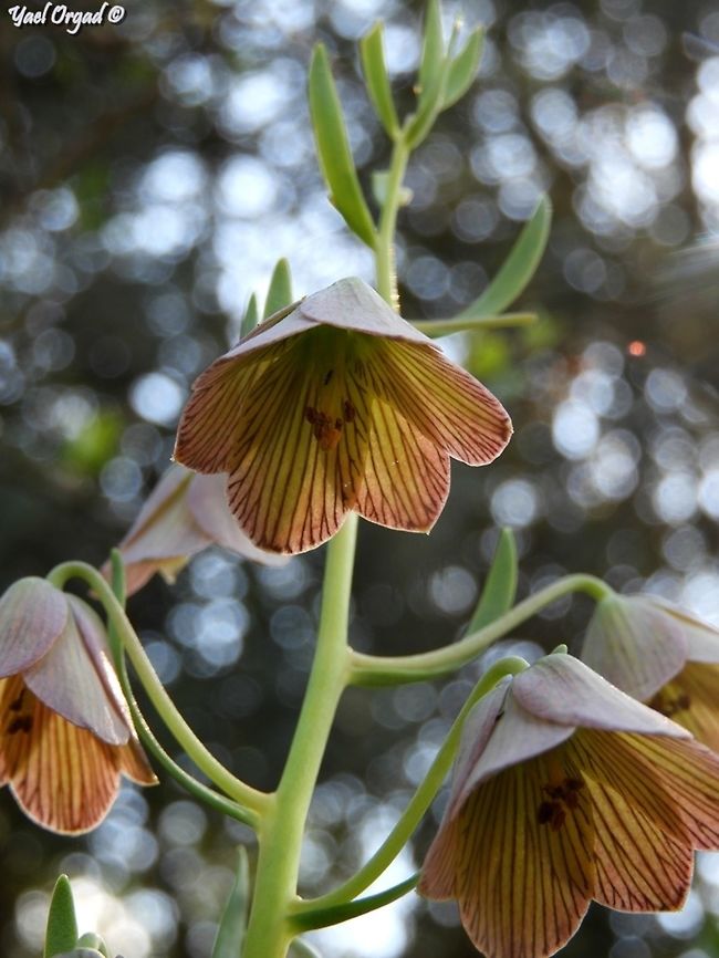 Fritillaria persica  Fritillaria persica,Geotagged,Israel,Winter
