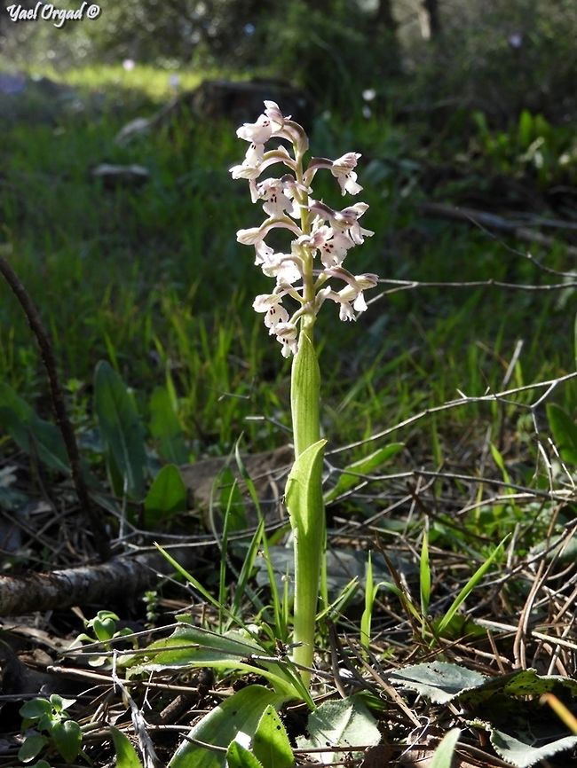 Anacamptis Israelitica  Anacamptis israelitica,Geotagged,Israel,Winter