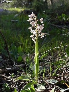 Anacamptis Israelitica  Anacamptis israelitica,Geotagged,Israel,Winter