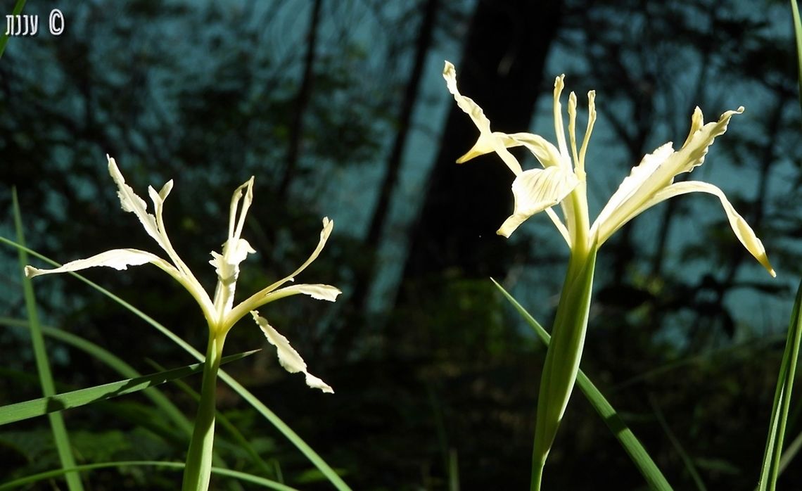 Iris tenuissima Bailey Cove trail in Lake Shasta, California is a wonderful place in spring! California,Geotagged,Iris,Iris tenuissima,Spring,United States