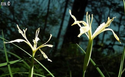 Iris tenuissima Bailey Cove trail in Lake Shasta, California is a wonderful place in spring! California,Geotagged,Iris,Iris tenuissima,Spring,United States