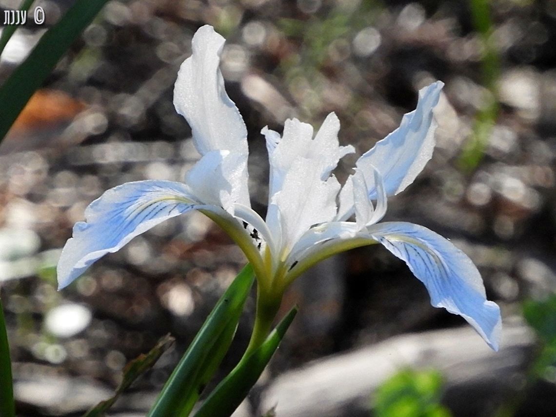 Iris douglasiana  California,Douglas iris,Geotagged,Iris douglasiana,Iris germanica,Spring,United States