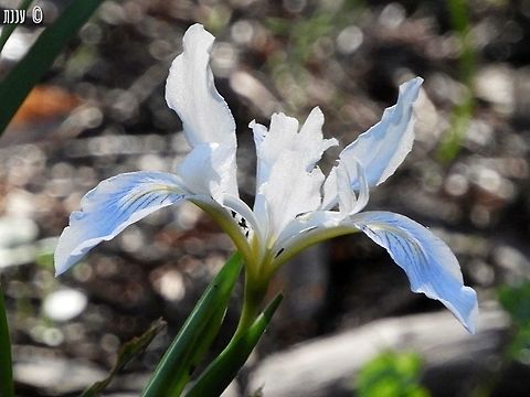Iris douglasiana  California,Douglas iris,Geotagged,Iris douglasiana,Iris germanica,Spring,United States
