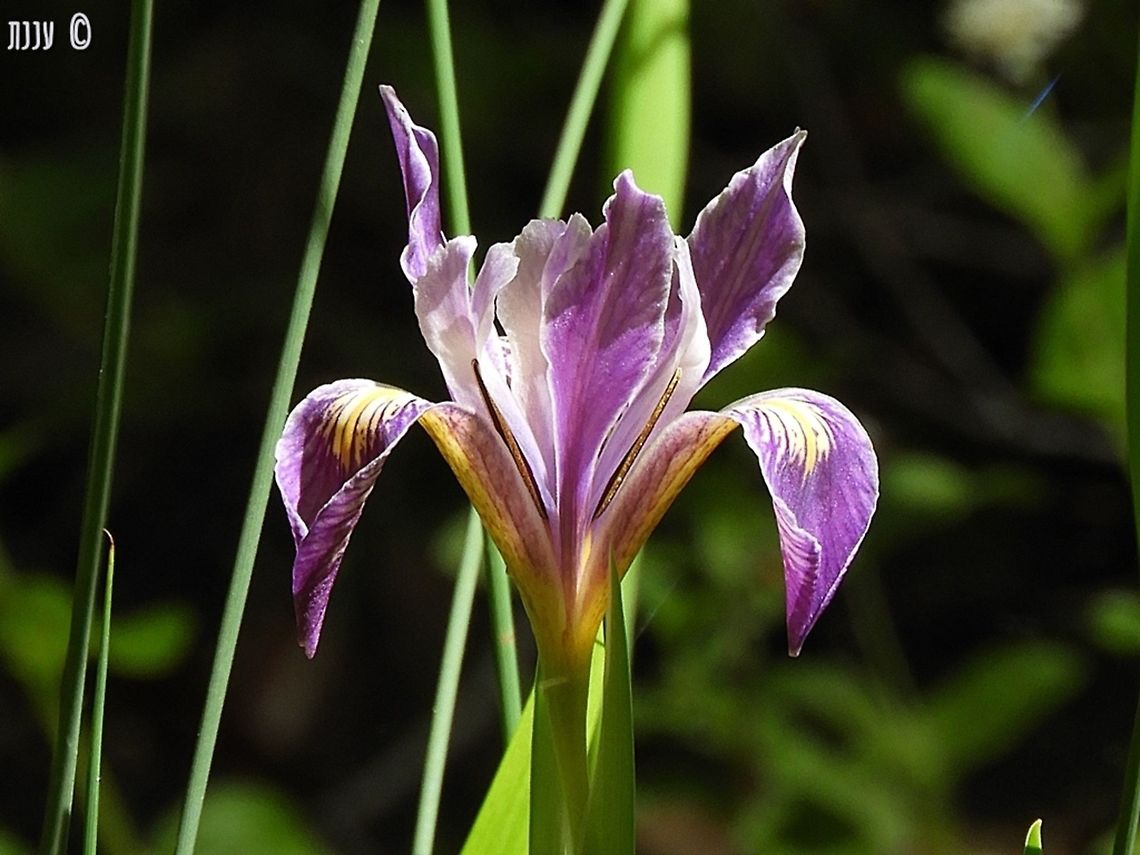 Iris douglasiana there are so many color variants for this Iris! California,Douglas iris,Geotagged,Iris,Iris douglasiana,Spring,United States