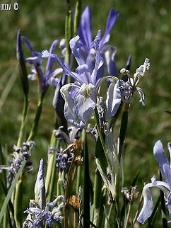 Blue Flag - Iris missouriensis  Blue Flag,California,Geotagged,Iris,Iris missouriensis,Rocky Mountain iris,Spring,United States
