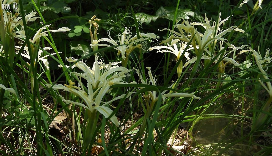 Iris tenuissima Bailey Cove trail, Lake Shasta, California California,Geotagged,Iris tenuissima,Spring,United States,iris