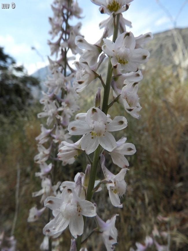 Delphinium hansenii I'm not sure about the ID... I know it's Delphinium, not sure about the species.  California,Delphinium,Delphinium hansenii,Geotagged,Kings Canyon National Park,Spring,United States