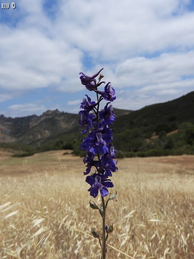 Delphinium Another Delphinium from Pinnacles National Park, overlooking the Pinnacles California,Delphinium,Geotagged,Pinnacles National Park,Spring,United States