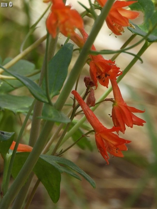 Delphinium nudicaule - Canyon Larkspur  California,Delphinium,Delphinium nudicaule,Geotagged,Spring,United States