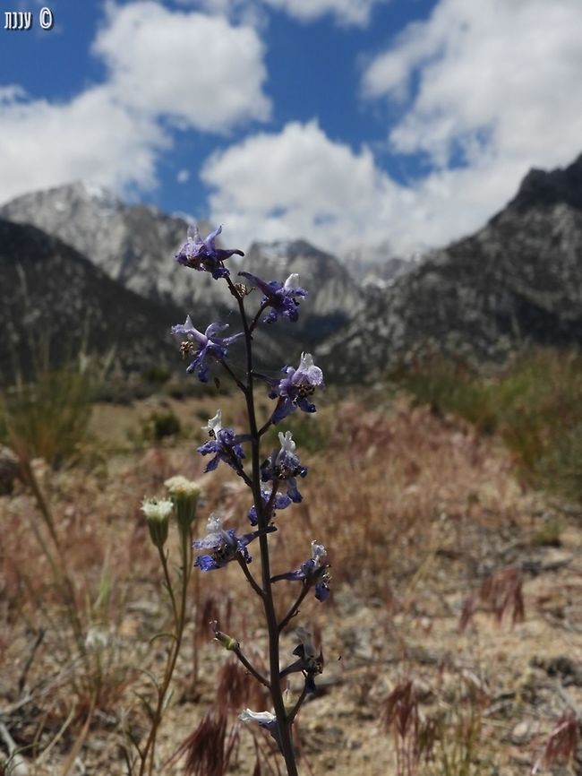 Delphinium parishii  California,Delphinium,Delphinium parishii,Geotagged,Spring,United States