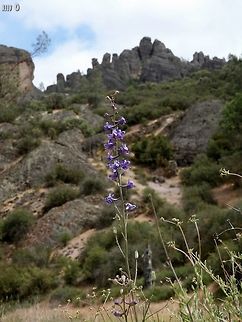 Delphinium I don't know which Delphinium, but the Pinnacles of Pinnacles National Park behind it gives it a wonderful background. California,Delphinium,Geotagged,Pinnacles National Park,Spring,United States