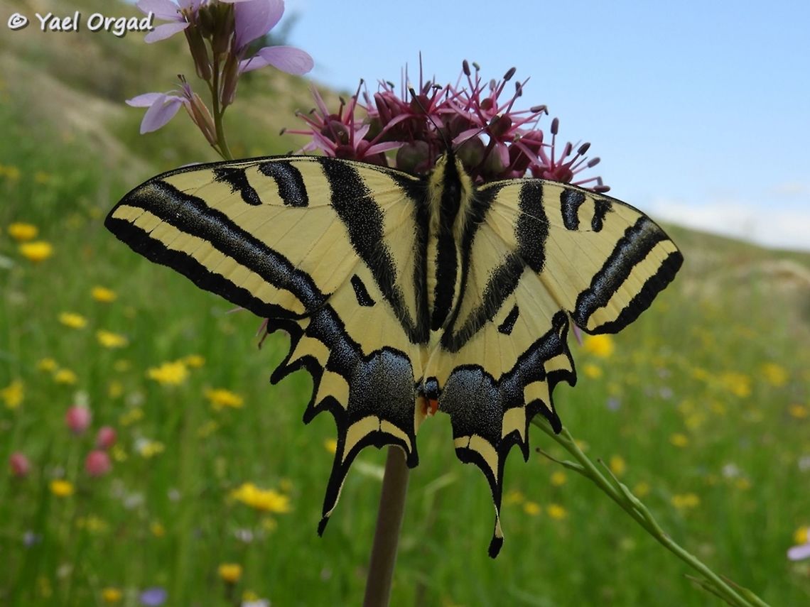 Papilio alexanor My Pic of the Day: Papilio alexanor on Allium aschersonianum, Jordan Valley, March 1st 2019 Allium aschersonianum,Israel,Jordan Valley,Papilio alexanor,Southern Swallowtail