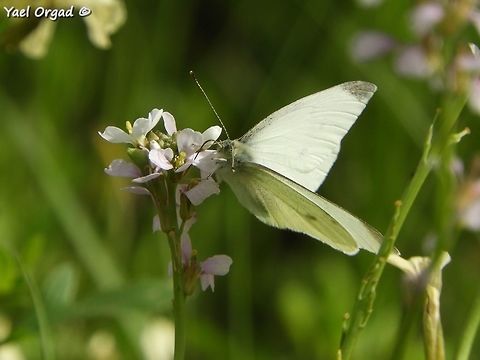 Pieris brassicae on Erucaria rostrata Jordan Valley Erucaria rostrata,Israel,Large white,Pieris brassicae