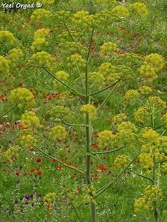Colorful Spring in the Jordan Valley Ferula communis and million other flowers...  Ferula communis,Giant fennel,Israel,Spring