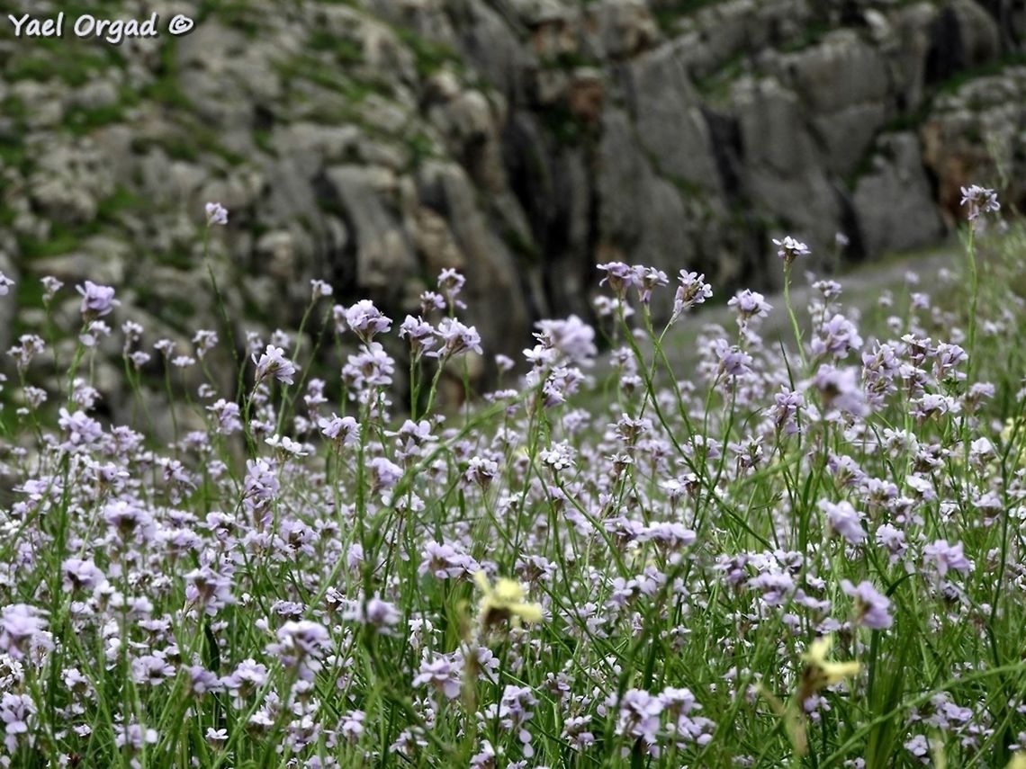 fields of Erucaria rostrata all over the jordan valley<br />
<br />
 Brassicaceae,Erucaria rostrata,Israel,Spring