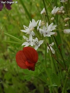red and white Lathyrus pseudocicera in red, Allium palaestinum in white Allium palaestinum,Israel,Lathyrus pseudocicera,spring