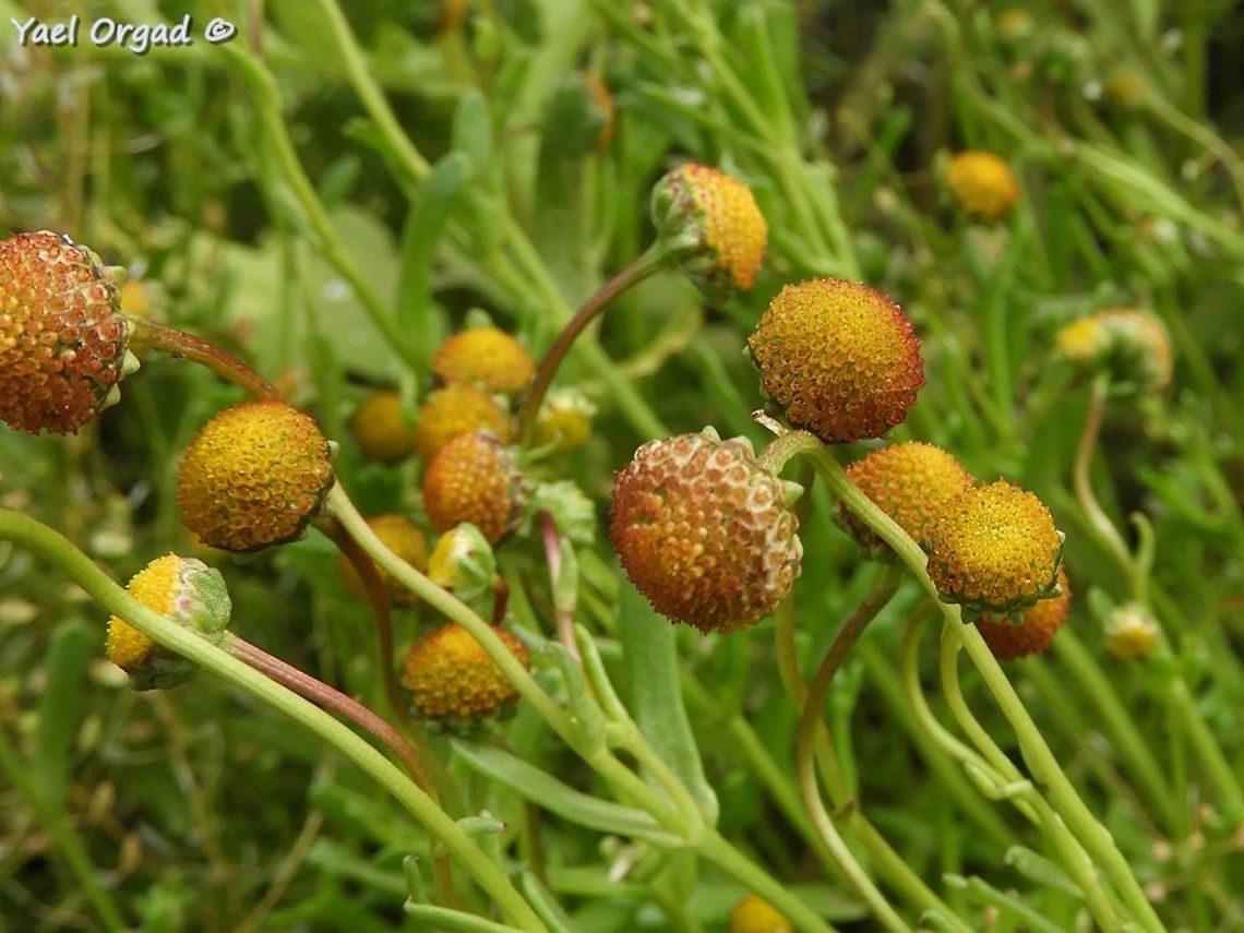 Chlamydophora tridentata another salt marshes plant - rare and endangered in Israel Chlamydophora,Chlamydophora tridentata,Israel,spring