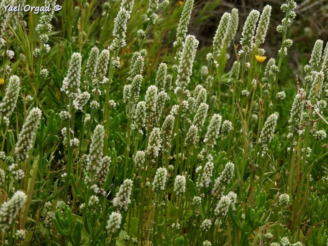 Psylliostachys spicata a plant of salty marshes, from the Plumbaginaceae family<br />
 Israel,Plumbaginaceae,Psylliostachys spicata,Spring
