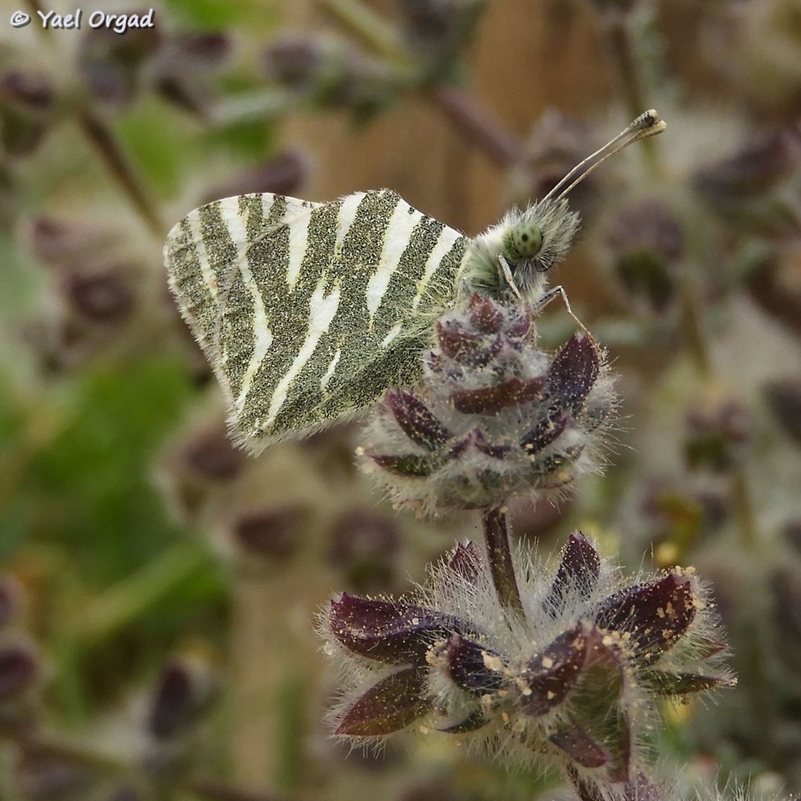 Euchloe belemia sleeping on Salvia lanigera Euchloe belemia,Geotagged,Green-striped White,Israel,Salvia lanigera,Winter