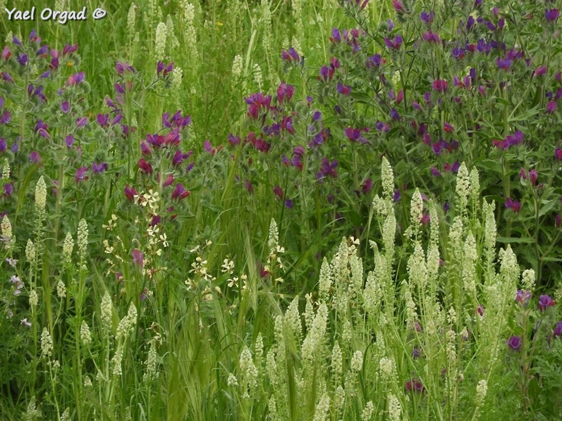 Reseda decursiva looks nicer with the purple Echium judaeum in the background... <br />
Jordan Valley Israel,Jordan Valley,Reseda decursiva,Resedaceae