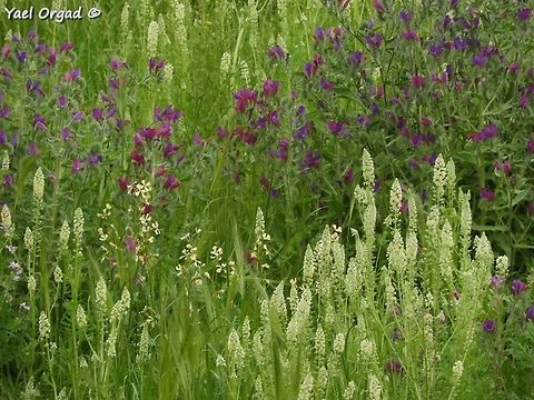 Reseda decursiva looks nicer with the purple Echium judaeum in the background... 
Jordan Valley Israel,Jordan Valley,Reseda decursiva,Resedaceae
