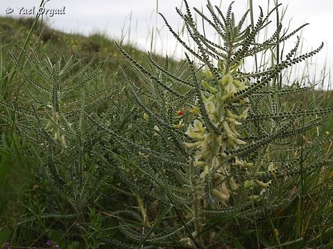 Astragalus aleppicus in Pura reserve. 

one of the known hosts of the endangered butterfly Tomares nesimachus:

https://www.jungledragon.com/image/73201/tomares_nesimachus_-_an_endangered_butterfly.html Aleppo Milkvetch,Astragalus aleppicus,Geotagged,Israel,Winter
