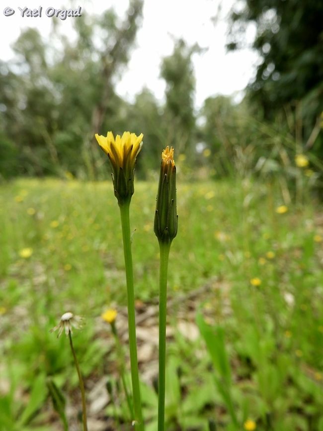 Hypochaeris glabra it&#039;s a rare species, and today I was very excited to find a patch of 10 sq. m. full of almost entirely only Hypochaeris flowers!  Geotagged,Hypochaeris glabra,Israel,Smooth Cat's Ear,Winter
