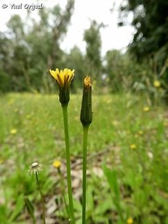 Hypochaeris glabra it's a rare species, and today I was very excited to find a patch of 10 sq. m. full of almost entirely only Hypochaeris flowers!  Geotagged,Hypochaeris glabra,Israel,Smooth Cat's Ear,Winter