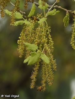 Quercus ithaburensis - flowers and bees Aloney Kadima preserve

the full tree:
https://www.jungledragon.com/image/75587/mount_tabor_oak_-_quercus_ithaburensis.html Geotagged,Israel,Quercus ithaburensis,Winter,ithaburensis