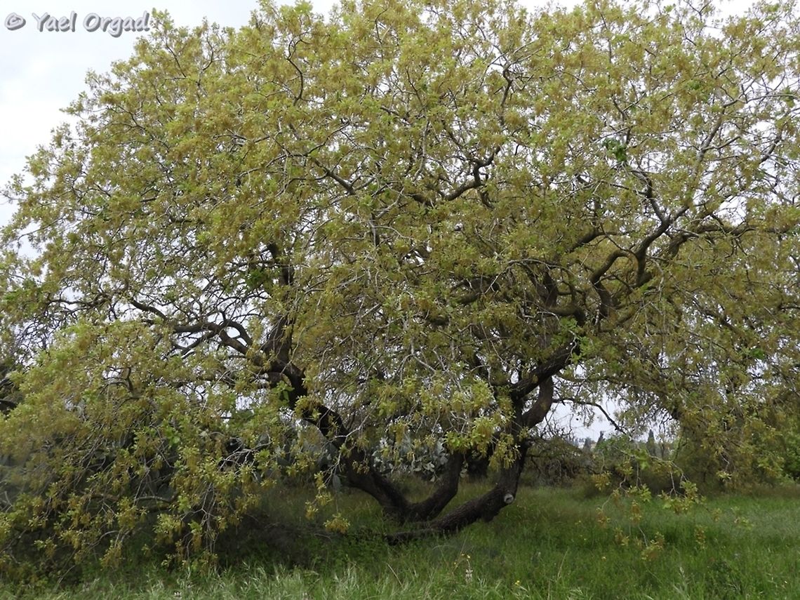 Mount Tabor Oak - Quercus ithaburensis in full bloom, attracting many bees<br />
Aloney Kadima preserve<br />
<br />
close up on the blossoms:<br />
<figure class="photo"><a href="https://www.jungledragon.com/image/75586/quercus_ithaburensis_-_flowers_and_bees.html" title="Quercus ithaburensis - flowers and bees"><img src="https://s3.amazonaws.com/media.jungledragon.com/images/3519/75586_thumb.JPG?AWSAccessKeyId=05GMT0V3GWVNE7GGM1R2&Expires=1770854410&Signature=18PlScWiorDEpMkYsmEM8NzD9w8%3D" width="114" height="152" alt="Quercus ithaburensis - flowers and bees Aloney Kadima preserve<br />
<br />
the full tree:<br />
https://www.jungledragon.com/image/75587/mount_tabor_oak_-_quercus_ithaburensis.html Geotagged,Israel,Quercus ithaburensis,Winter,ithaburensis" /></a></figure> Geotagged,Israel,Quercus ithaburensis,Winter,ithaburensis