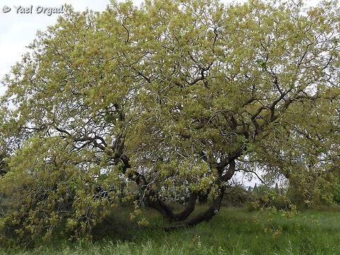 Mount Tabor Oak - Quercus ithaburensis in full bloom, attracting many bees
Aloney Kadima preserve

close up on the blossoms:
https://www.jungledragon.com/image/75586/quercus_ithaburensis_-_flowers_and_bees.html Geotagged,Israel,Quercus ithaburensis,Winter,ithaburensis