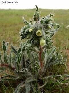 Onosma echinata  Geotagged,Israel,Onosma echinata,Winter