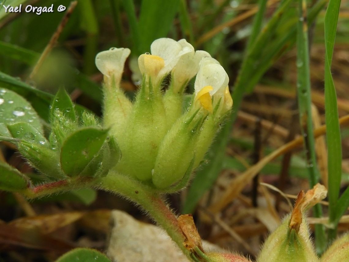 Tripodion tetraphyllum one of the smaller legumes, small and unnoticed - and I really like it.  Bladder Vetch,Geotagged,Israel,Tripodion tetraphyllum,Winter