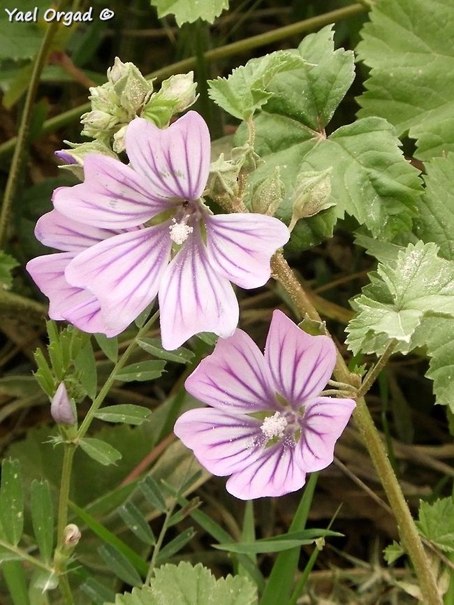Malva sylvestris  Geotagged,Israel,Malva sylvestris,Winter