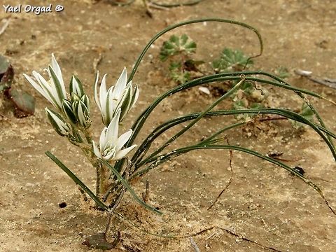 Ornithogalum trichophyllum in the Iris hieruchamensis reserve  Geotagged,Israel,Ornithogalum trichophyllum,Winter
