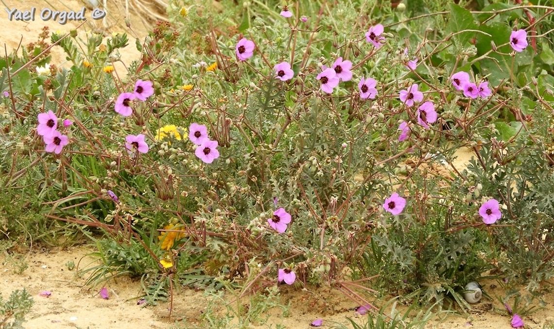 Erodium crassifolium  Desert Stork's-Bill,Erodium crassifolium,Geotagged,Israel,Winter