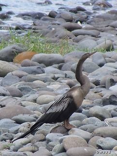 Anhinga anhinga - female in Disney's Epcot park - they were all over the area! Anhinga,Anhinga anhinga,Geotagged,Summer,United States