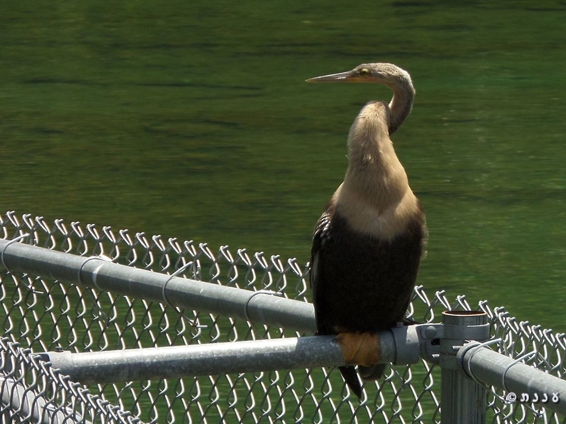 Anhinga anhinga - female  Anhinga,Anhinga anhinga,Geotagged,Summer,United States