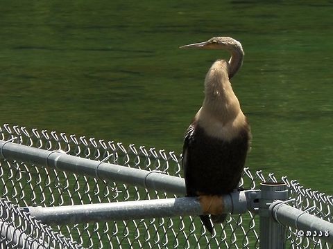Anhinga anhinga - female  Anhinga,Anhinga anhinga,Geotagged,Summer,United States
