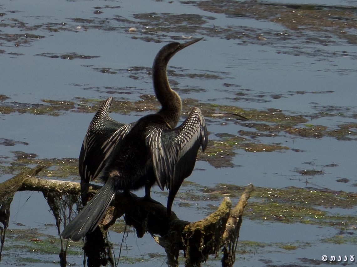 Anhinga anhinga - male  Anhinga,Anhinga anhinga,Geotagged,Summer,United States