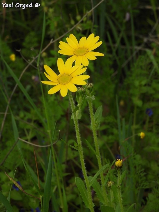 Heteranthemis viscidehirta rare in Israel, but when you find them- they usually are in big groups.  Geotagged,Heteranthemis,Heteranthemis viscidehirta,Israel,Winter